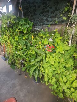Varias  planta