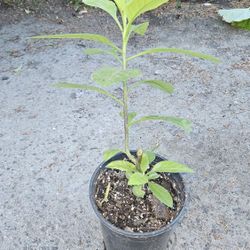 Insulina Plant Buena Para diabetis