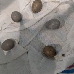 Duck, Chicken And Button Quial Eggs 