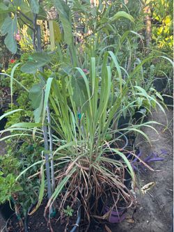 Té de limón / Lemongrass