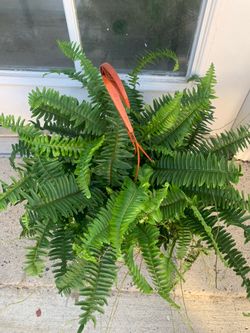 Fern plants