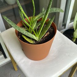 Indoor Plant 