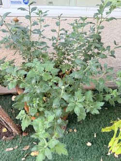Free flower plant