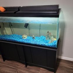 55 Gallon Fish Tank 