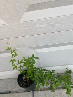 Sannajaji/ Azores jasmine