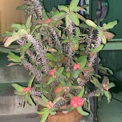 Crown Of Thorns