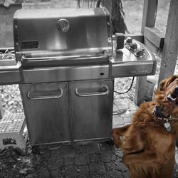 Weber Genesis S 320 Grill