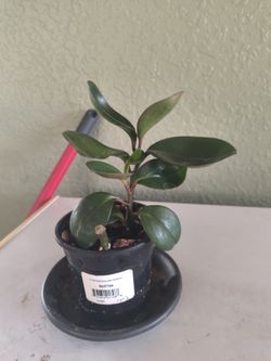 Red Margin Peperomia 