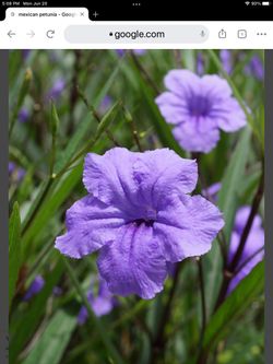 Mexican Petunia