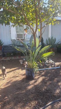 Orange Bird of Paradise (Strelitzia reginae)
