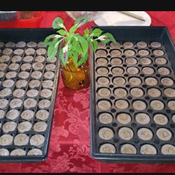 Garden Supplies Kit $40 All  35ave And Glendale 