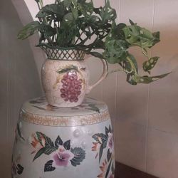 Monstera Swiss Plants