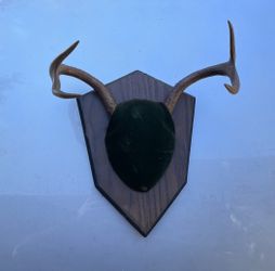 Mounted Antlers 