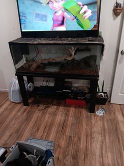 Reptiles enclosue