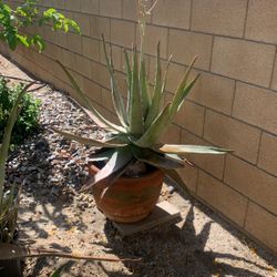 Aloe Vera Plant. Big And Healthy