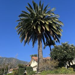 Se Vende Esta Palma En Muy Buen Precio, Si Está Interesado Llamarme Por Favor O Hacerme Un Texto En Esta Número