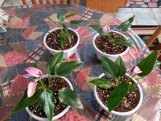 Anthurium house plant