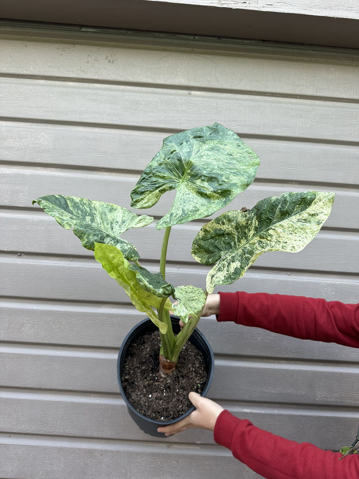 Big Alocasia Blizzard In 3 Gallons Pot