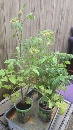 Tomato starts need transplanted