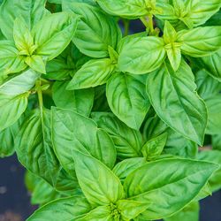 Basil Plants ðððððŋðŋðŋ