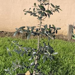 Bonsai Olive Trees, 18 Inch Tall $50 Each