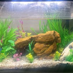 10 Gallon With Decor