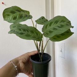 Maranta Leuconeura 4 Inch Pot “Bay Ridge Brooklyn 11220”