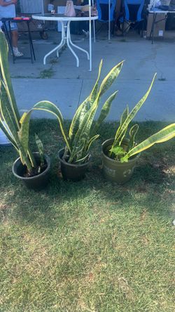 Plants