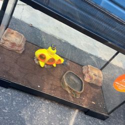 Lizard Tank 