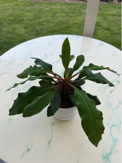 Madagascar Jewel ‘Euphorbia Leuconeura’ (Out/In Door Life Plant)