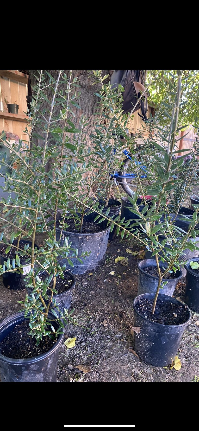Olive Trees Over 2 Foot Tall $25 Each