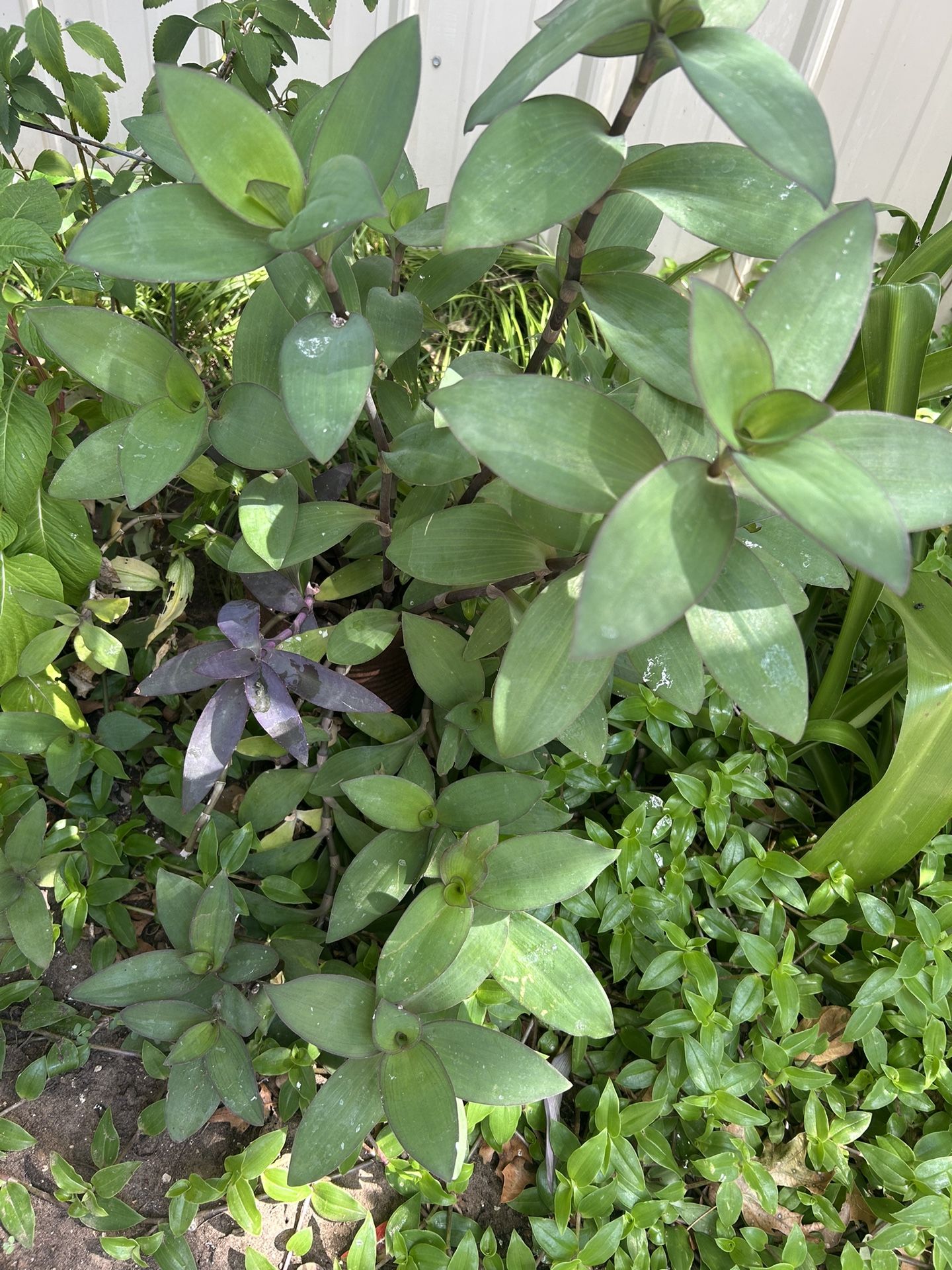 Plants