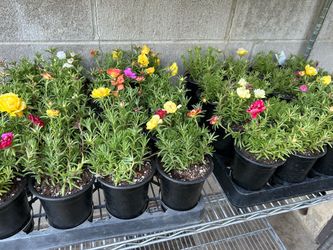 Rose moss 3$ each