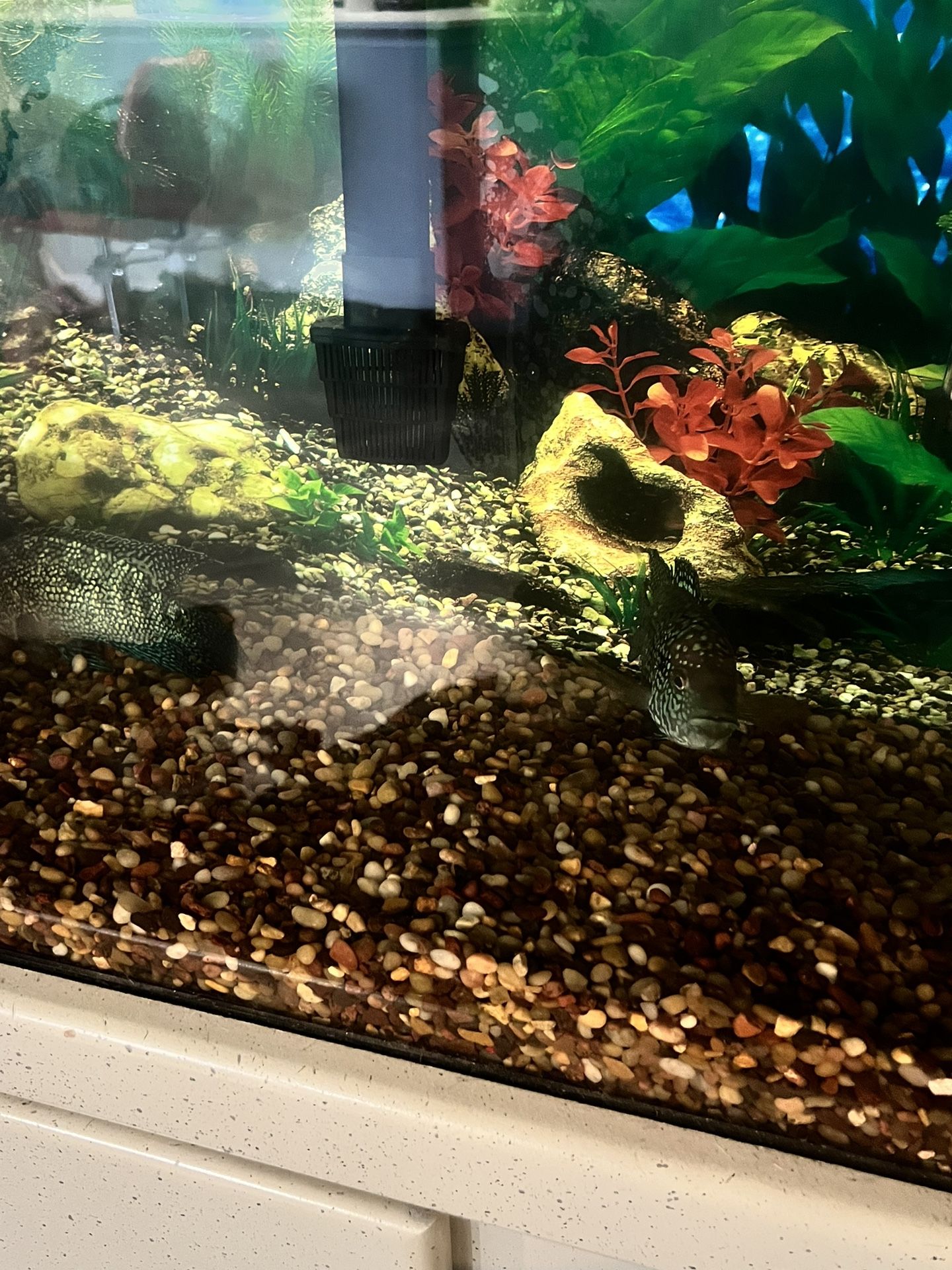 Fish Tank And Fish 55gal