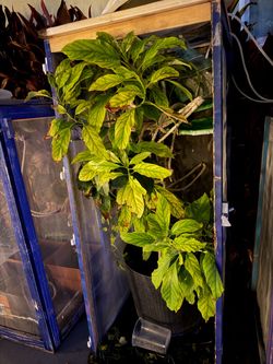 Chameleon cages for sale
