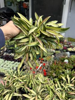 Hoya Variegated Wayetti 