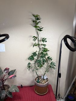 Live Mini Monstera Rhaphidophora Tetrasperma 3 1/2 ft Tall with a Ceramic Pot (Please read full description)