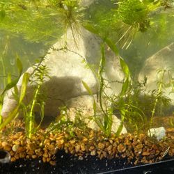 Planted 6 Gallon Rimless Tank