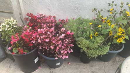 Large Group Of Flowers And Plants 🌱 