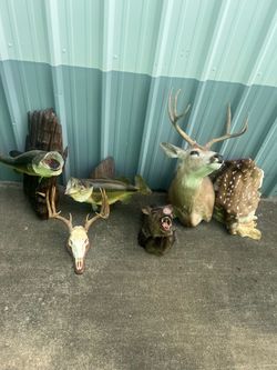 Deer and fish mounts