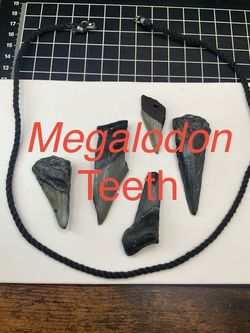 Megalodon teeth