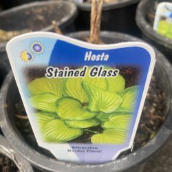 5 Varieties HOSTA perennial Plants 