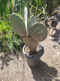 Silver Dollar Cactus plant