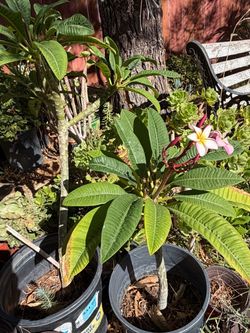 Variety plants