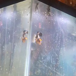 20 Gallon Fish Tank With Fish 