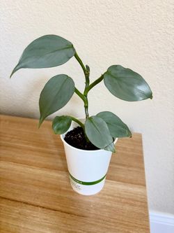 Philodendron Hastatum “Silver Sword”