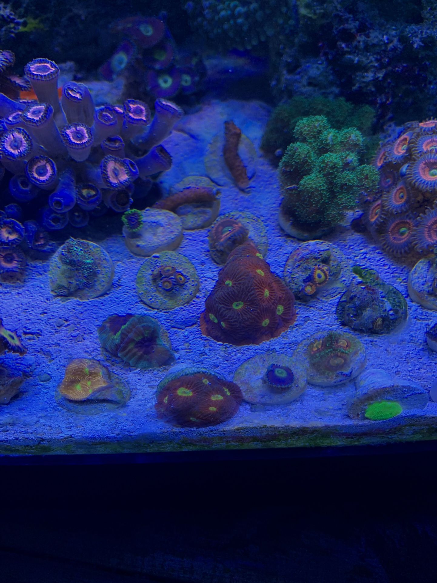 Corals