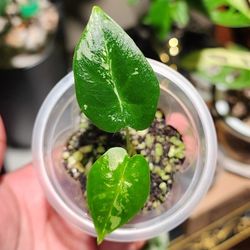 Baby Alocasia Frydek - Variegated Plant