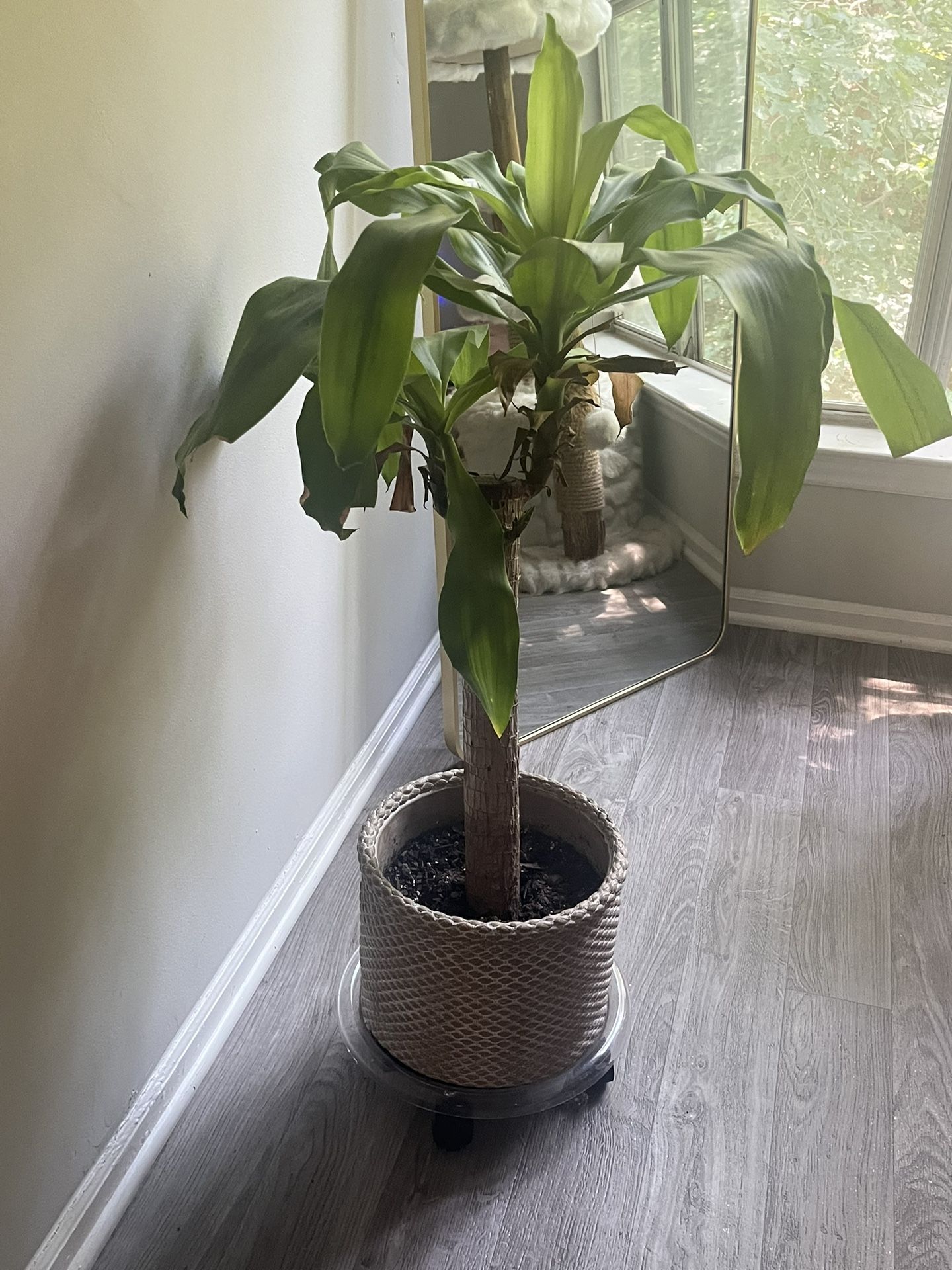 Corn Plant