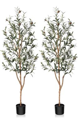 2- 5’ olive trees (these are not real olive trees, they are for decoration)